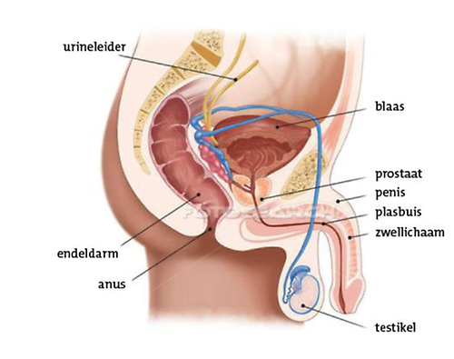 Anatomie van de plasbuis van een man